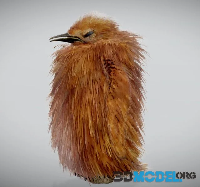 Baby King Penguin ( Chick )