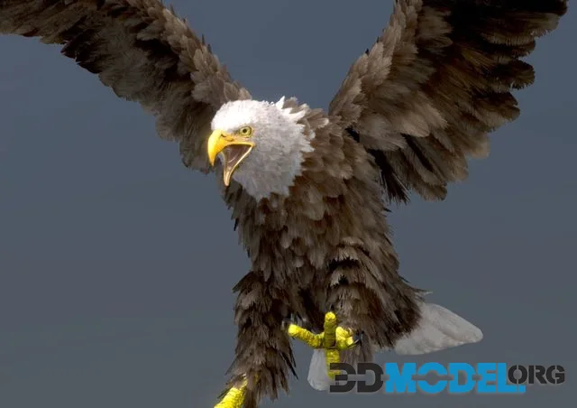 Bald Eagle