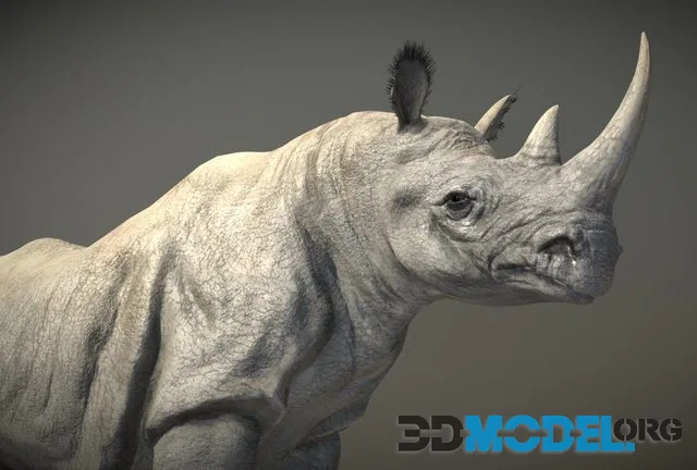 Black Rhinoceros