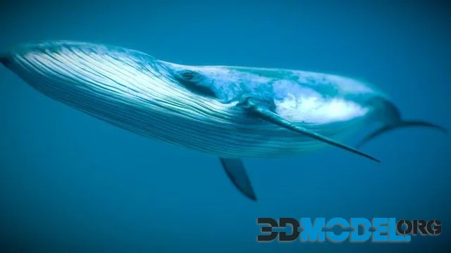 Blue Whale (PBR)