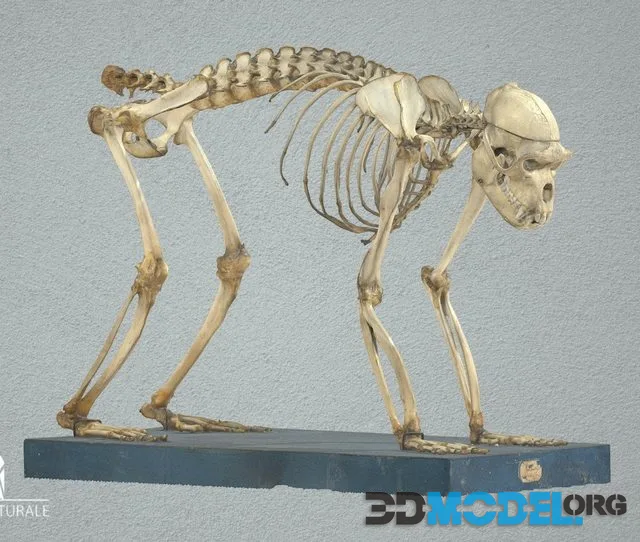 Bonnet Macaque (PBR)