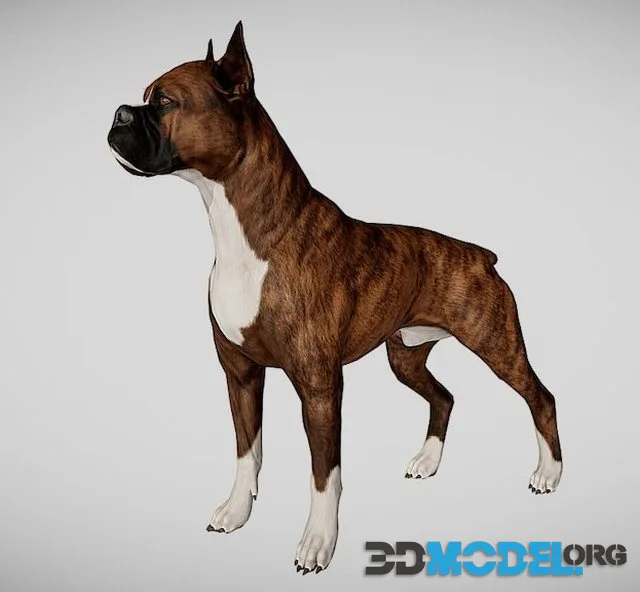 Boxer Dog
