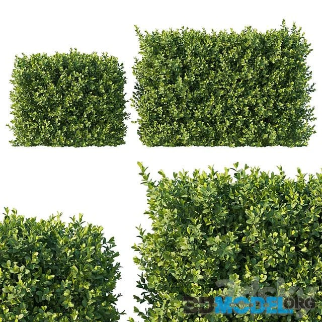 Boxwood 04