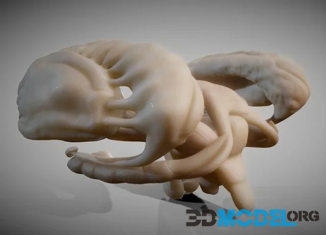 Brain Nuclei (PBR)