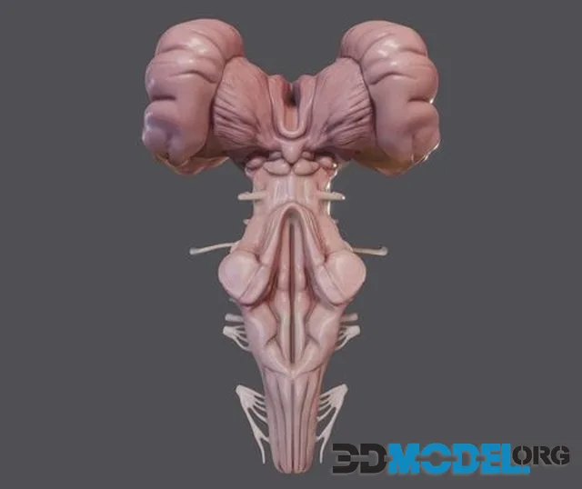 Brain Stem (PBR)