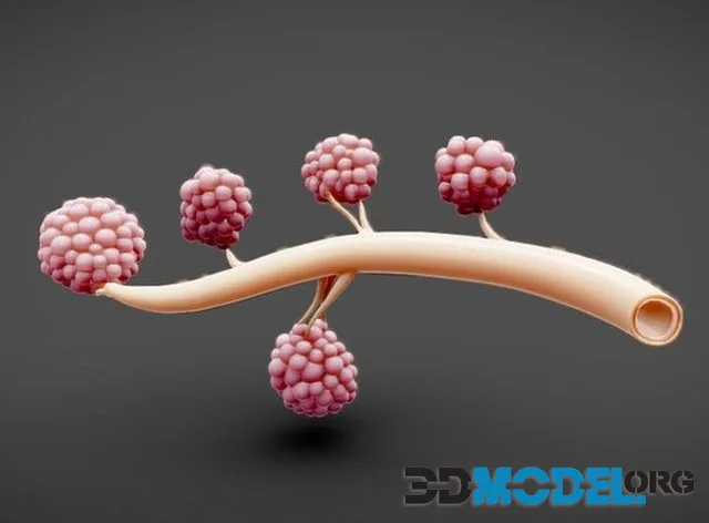 Breast Lactiferous Duct Anatomy (PBR)