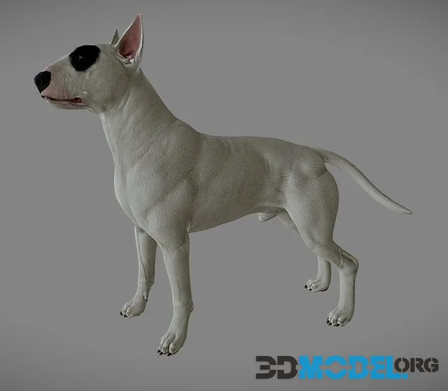 Bull Terrier