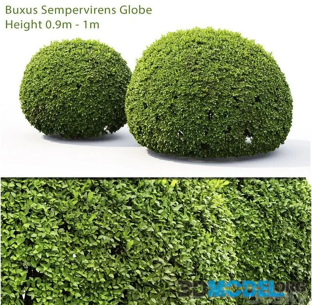 Buxus