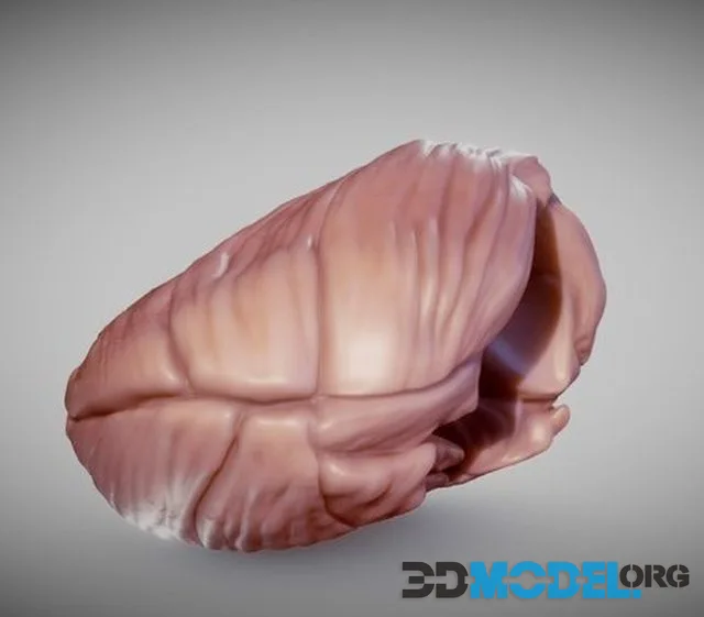 Cerebellum (PBR)
