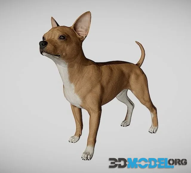 Chihuahua