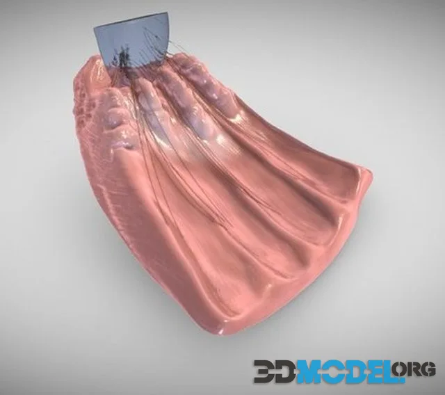 Ciliary Body Zoomed In (PBR)