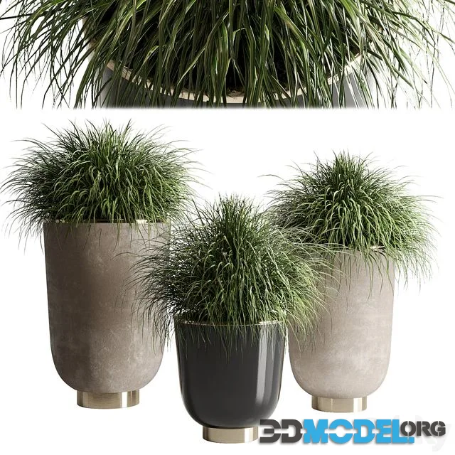 Collection Indoor plant 54 vase concrete plant grass pot