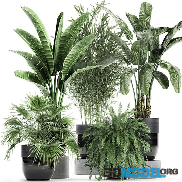 Collection of plants in black pots with Bamboo, Banana, fan palm, fern, strelitzia. Set 711