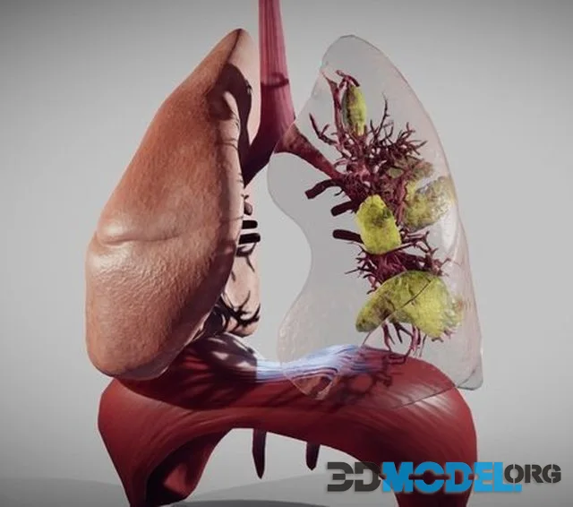 Covid 19 Patient's Lungs Version1 (Animated) (PBR)