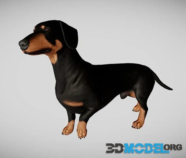 Dachshund