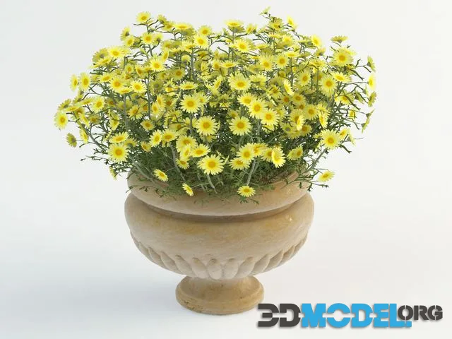 Daisy in pot