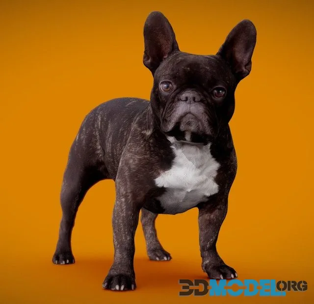 Dog B 8Of13