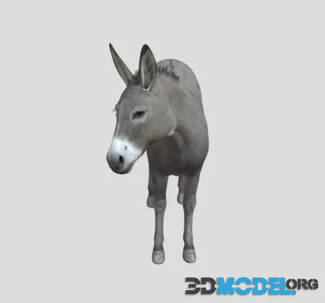 Donkey (PBR)