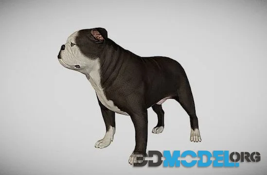 English Bulldog