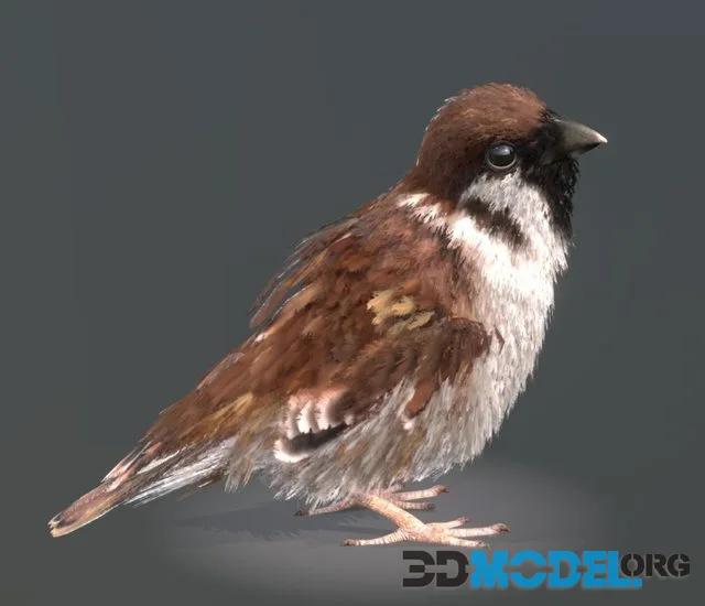 Eurasian Tree Sparrow (PBR)