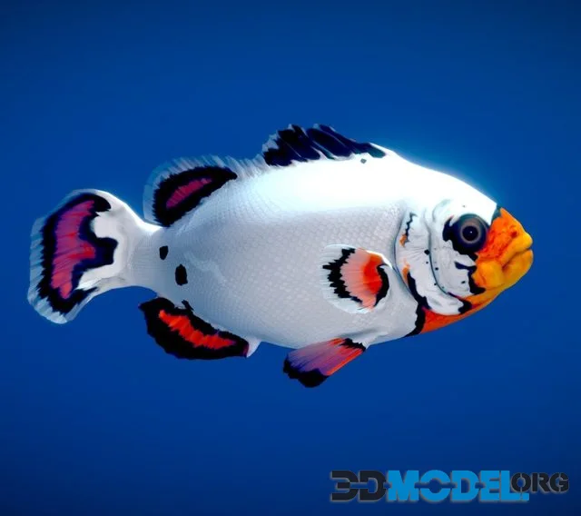 Flurry Clownfish