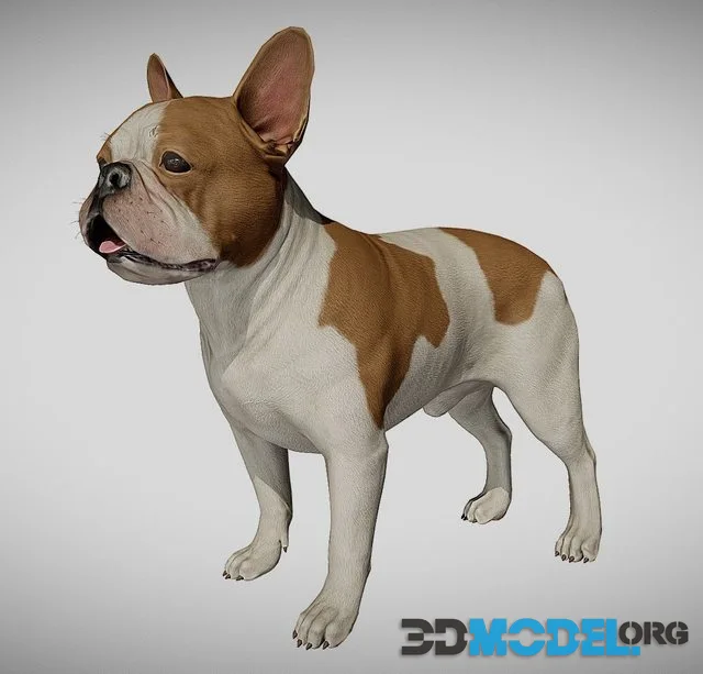 French Bulldog