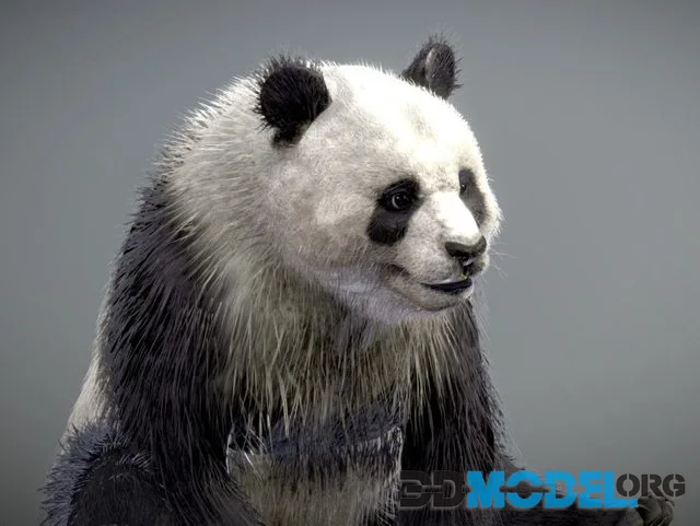 Giant Panda