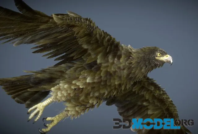 Golden Eagle