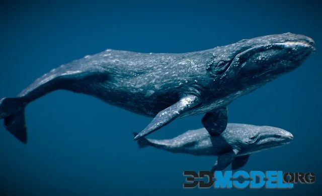 Gray Whale (PBR)