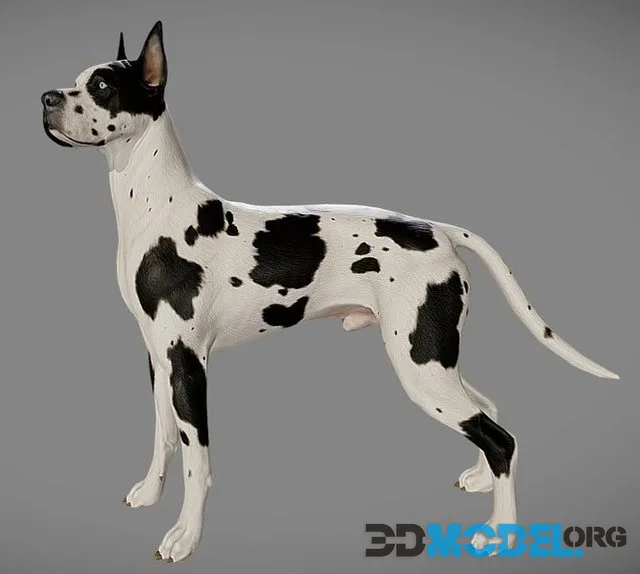 Great Dane