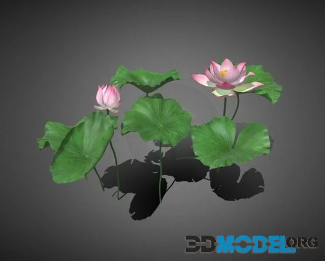 Lotus (PBR)