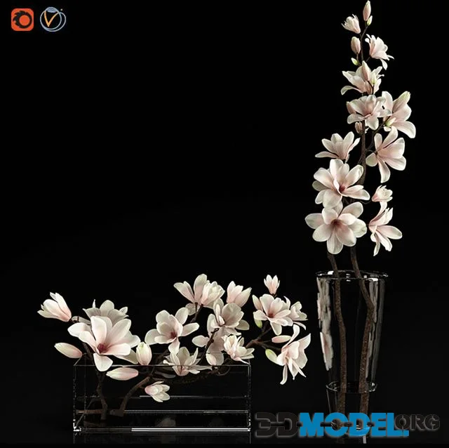 Magnolia 2