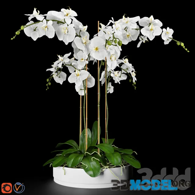 Orchid 5