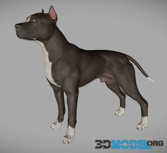 Pitbull (PBR)