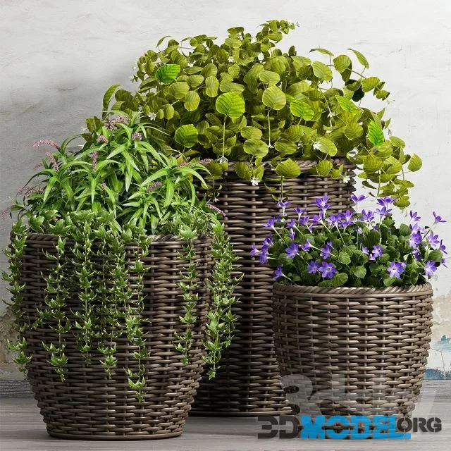 PLANT -51
