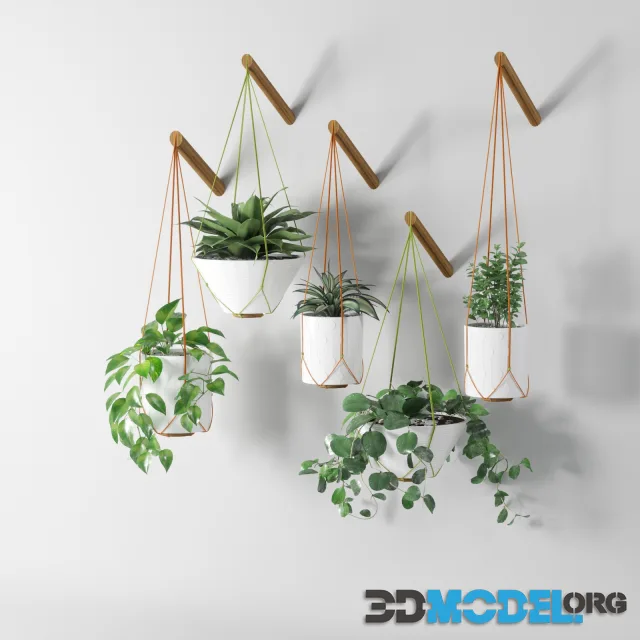 Pot Plant