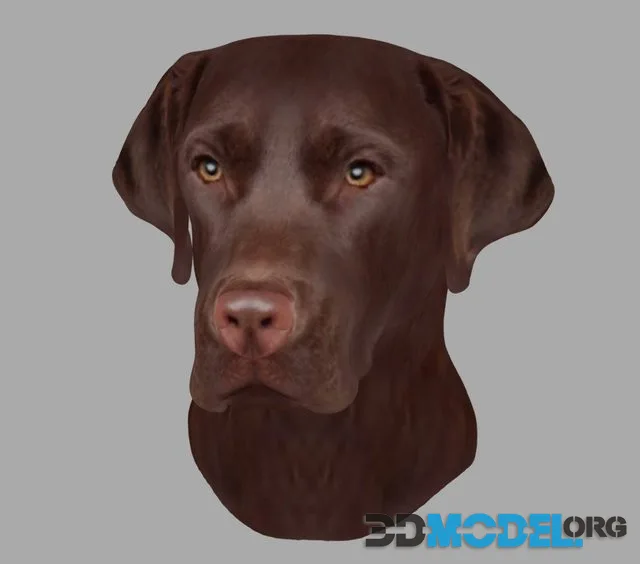 Printable Brown Labrador Head Wall Mount 15 Cm (PBR)