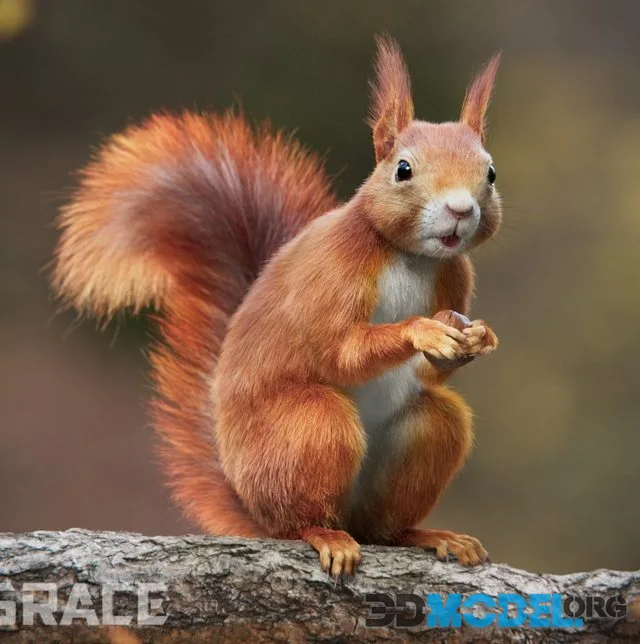 RedSquirrel Summer Animated