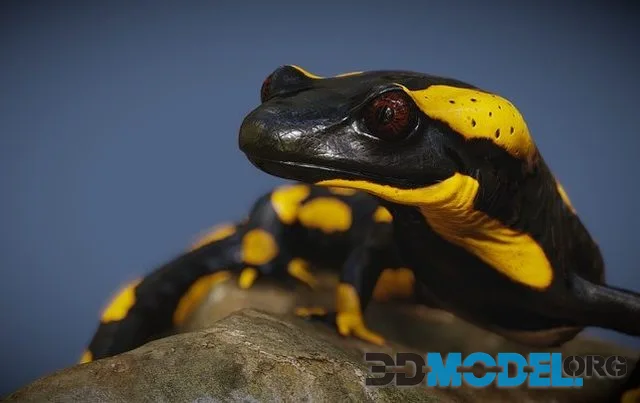 Salamander (PBR)