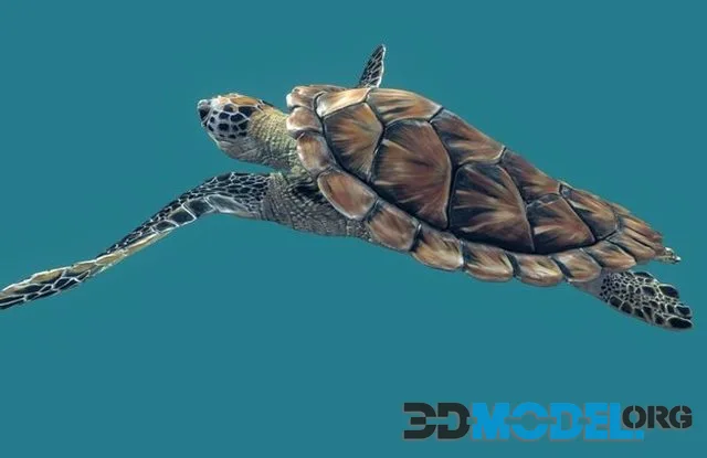 Sea Green Turtle (PBR)