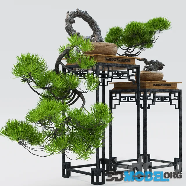 Semi Bonsai