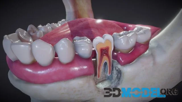 Tooth Cross Section (PBR)