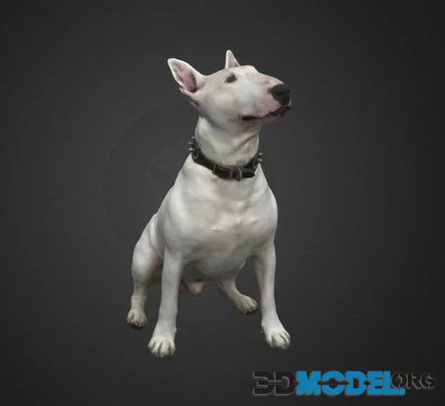 Travis (PBR)