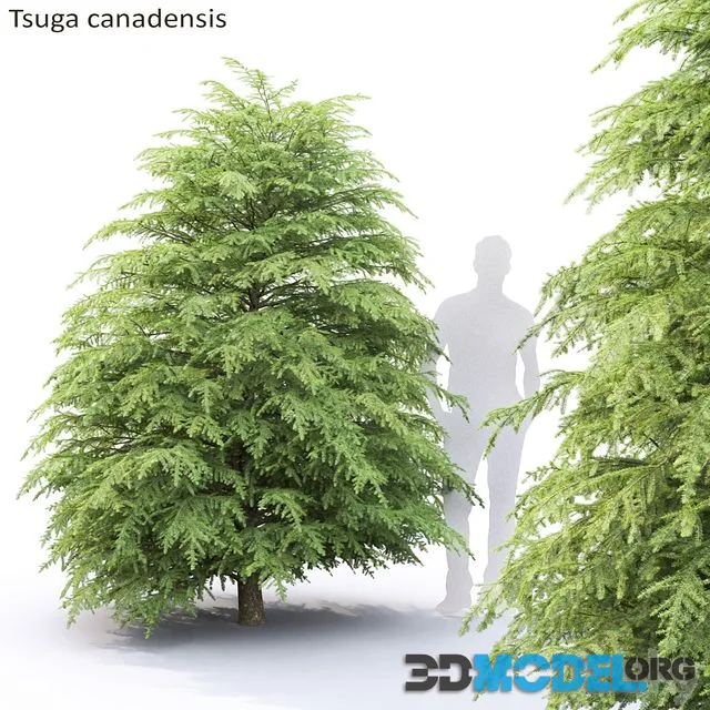 Tsuga Canadian Tsuga canadensis # 1