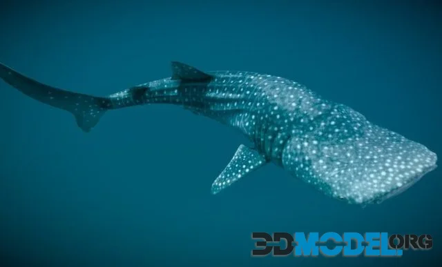 Whale Shark (PBR)