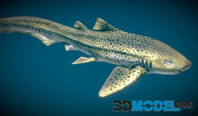 Zebra Shark (PBR)