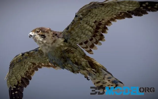 Brown Falcon