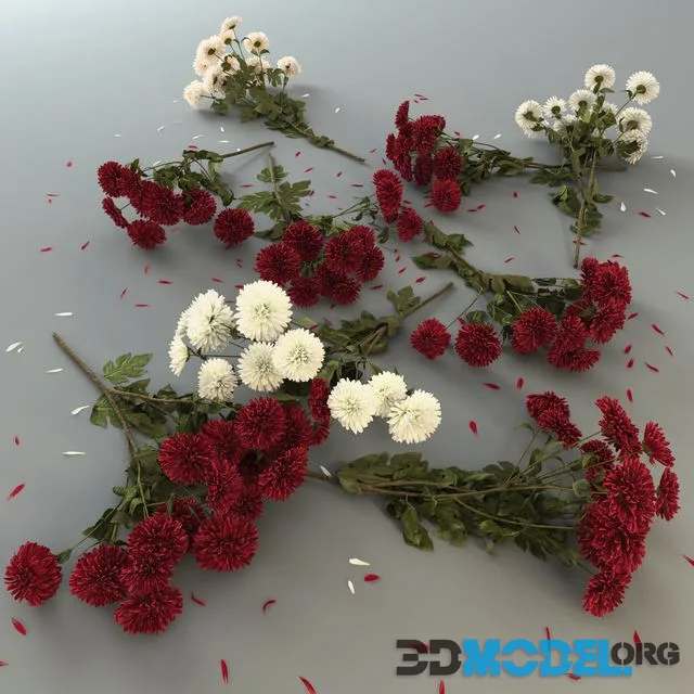 Chrysanthemum