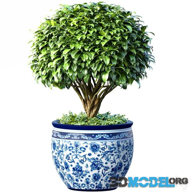Decorative tree in an Italian vase. Indoor plant