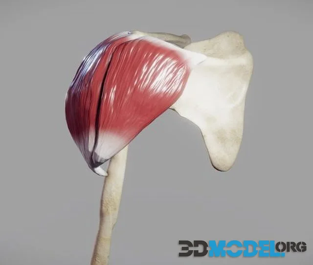 Deltoid Origin And Insertion